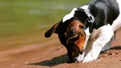 Dog exploring river coast Stock Footage