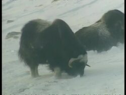 MS single Musk Ox, Ovibos moschatus, in snow, Arctic Circle Stock Footage