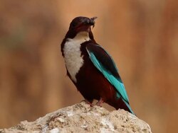 White-throated Kingfisher (Halcyon smyrnensis) with a beetle in its beak Stock Footage
