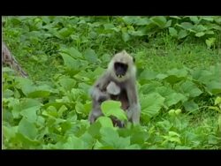 Common langur monkey (Semnopithecus entellus) with baby, feeding on leaves, Nagarahole, Southern India Stock Footage