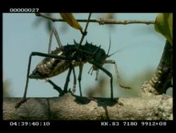 CU Ground cricket climbing tree, sunny Stock Footage