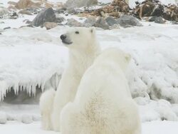 MS SLO MO Two polar bears sitting facing each other / Churchill, Manitoba, Canada Stock Footage