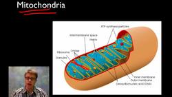 Cellular Respiration Instructional Video