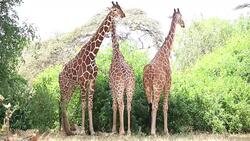 Reticulated Giraffe Stock Footage