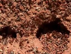 Ants In Action Stock Footage