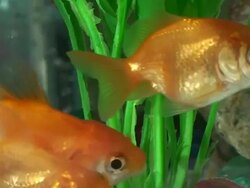 Fish tank Stock Footage