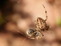 Spider's Dinner Stock Footage