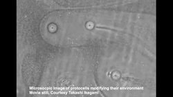 Rachel Armstrong: Architecture that repairs itself? Instructional Video