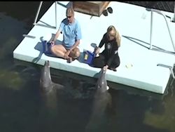 A study done at the Dolphin Research Center in the Florida Keys says although imitation is rare in the animal kingdom, dolphins can imitate one another while blindfolded by using sound. News Clip