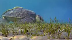 Green Sea Turtle grazing on seagrass bed / Red Sea Stock Footage