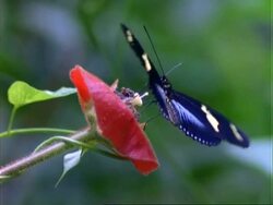 Butterfly, MCU black/cream butterfly lands on red flower, feeds, flaps wings and flies off, Panama, Central America Stock Footage