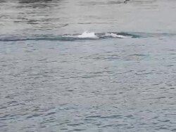 HD: Dolphin Stock Footage