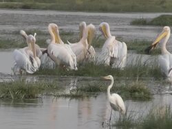 pelicans preening Stock Footage