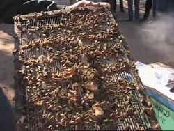 Virus wipes out hives in Australia News Clip