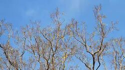 Moving of Bodhi Tree Leafs in blue sky day Stock Footage