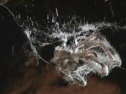 TS Red-back spider wrapping huntsman spider in silk / Melbourne, Victoria, Australia Stock Footage