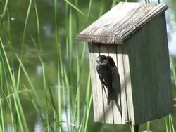 Tree Swallow Stock Footage