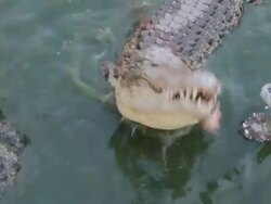 Crocodile eating fish Stock Footage