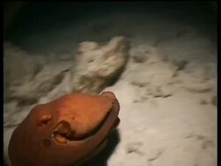 MS Red Common Octopus moving over sand, changes colour and hides on rock, Sipadan, Borneo, Malaysia Stock Footage