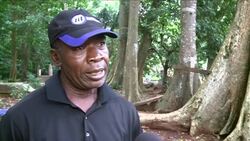 Sacred forest where man and monkey live in harmony News Clip