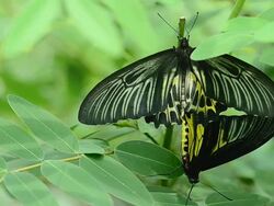 Butterflies mating Stock Footage