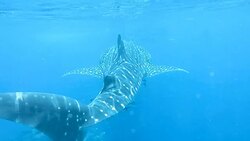 (Slow Motion) Whale Shark (Rhincodon types) swimming towards boat. The location is the Andaman Sea, Krabi, Thailand. This is a classic display of primal instinctive animal behavior. A symbiotic relationship that ensures their survival. Stock Footage