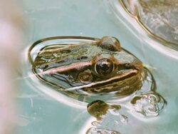 CU Shot of Green frog in water / Tweed, Ontario, Canada Stock Footage