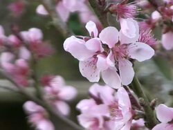 CU Blooming almond tree / Kastel-Staadt, Rhineland-Palatinate, Germany Stock Footage