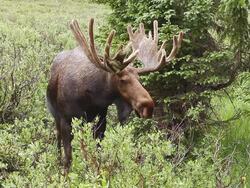 MS Shot of PR bull moose (Alces alces) large bull in velvet comes within 10" of camera / Ward, Colorado, United States Stock Footage