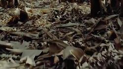 Banana plantation Stock Footage