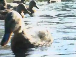 Ducks in a pond. Stock Footage