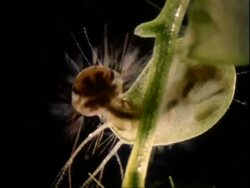 Bladderwort catching mosquito larva, UK Stock Footage