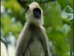 MS Hanuman Langur, Semnopithecus entellus, in tree, looking around, Western Ghats, India Stock Footage