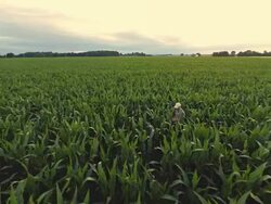 AERIAL Farmer Walking In The Field Stock Footage