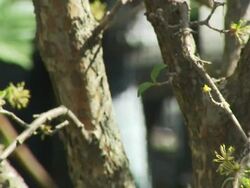 ATMOSPHERE at the Katie Couric and Sesame Street Muppets - When Families Grieve at New York NY. (Footage by WireImage Video/GettyImages) Stock Footage