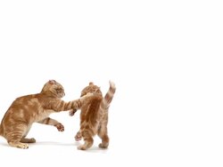 MS SLO MO Domestic cats fighting against white background / Vieux Pont, Normandy, France Stock Footage