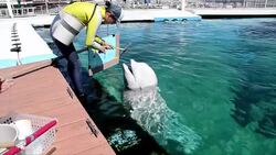 VOICED : Beluga toma clases de pintura News Clip