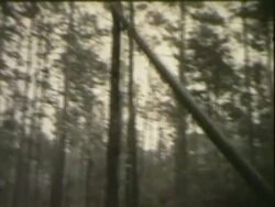 Logging company cutting down tree Stock Footage