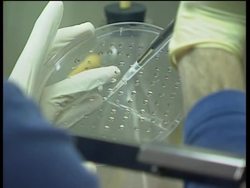 Women who donate eggs for stem cell research get money from tax payers News Clip
