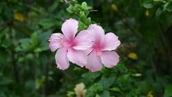 Pink hibiscus Stock Footage
