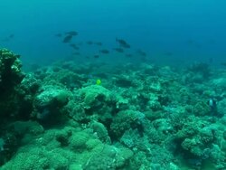 MS POV Shot of Reef covered with various soft and hard coral with various fish swimming around including damselfish and snapperunidentified fish / Pemba, Cabo Delgado, Mozambique Stock Footage