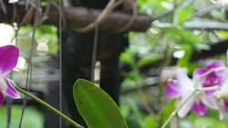 purple orchids Stock Footage