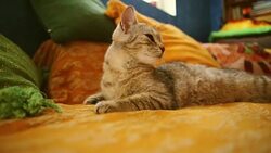 Yellow Kitty On Orange Bed Stock Footage