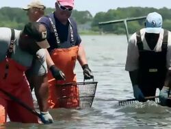 MS PAN Group of Watermen Harvesting Clams in Shallow Water / Oyster, Virginia, USA Stock Footage