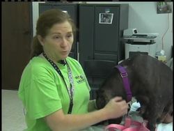 The Humane Society of Missouri is sheltering  hundreds of pit bulls confiscated in the largest dog-fighting raid in US history. At one point, it cared for more than 400 dogs and 100 puppies at its St. Louis emergency shelter. News Clip