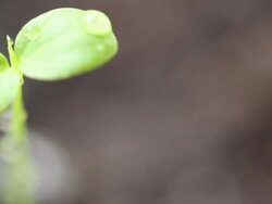 Injection water into green seedlings in the garden. Stock Footage