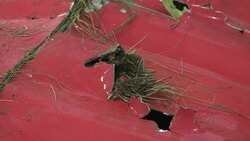 CLEAN : MH17 wreckage laid out for viewing News Clip