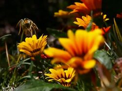 Sunflowers _Pan Stock Footage