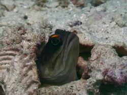 Jawfish Stock Footage