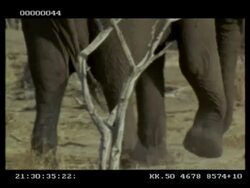 African Elephant, Loxodonta africana, legs walking, CU, Botswana Stock Footage